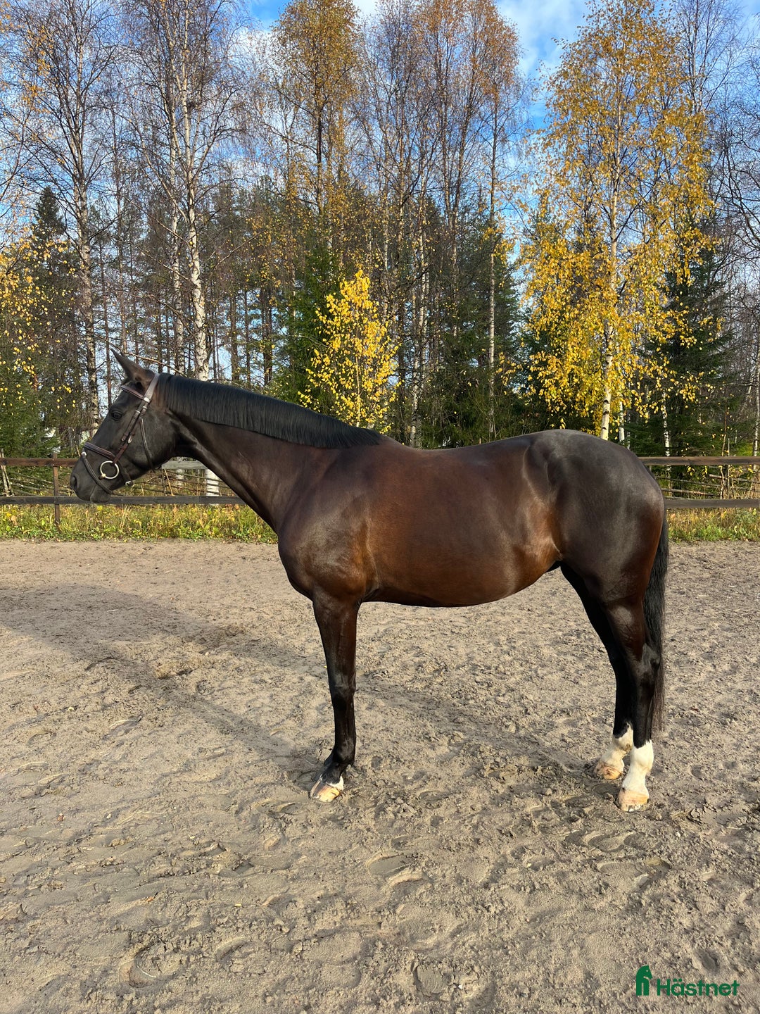 Dressyr hästar till salu: Sto med utstrålning  i Luleå - Annons 2