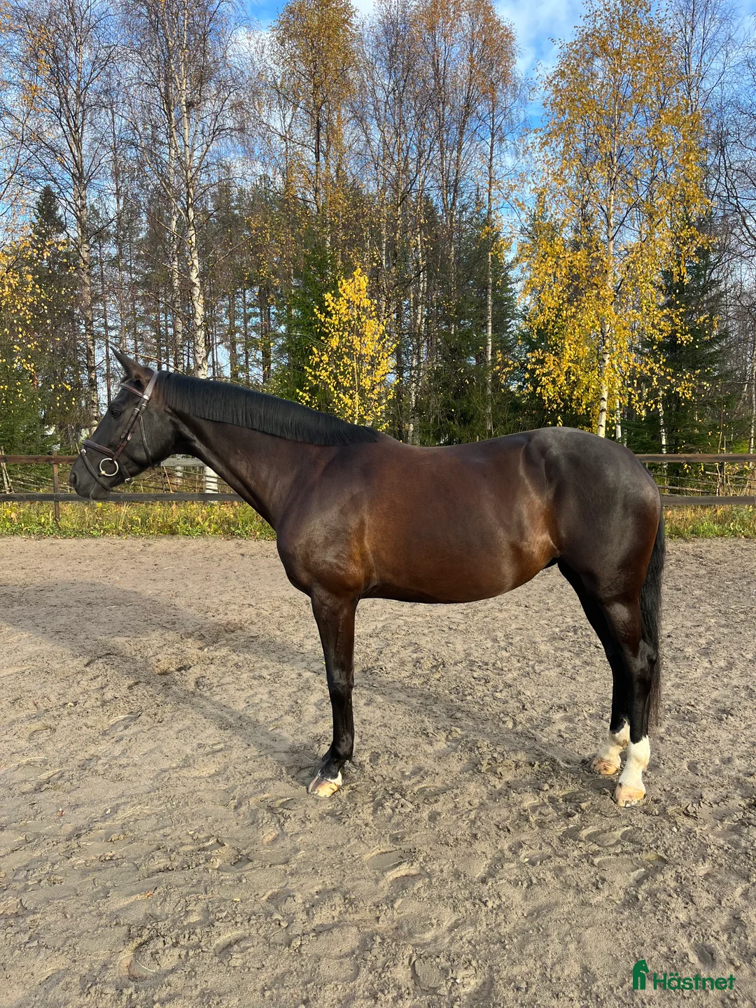 Dressyr hästar till salu: Sto med utstrålning  i Luleå - Annons 2