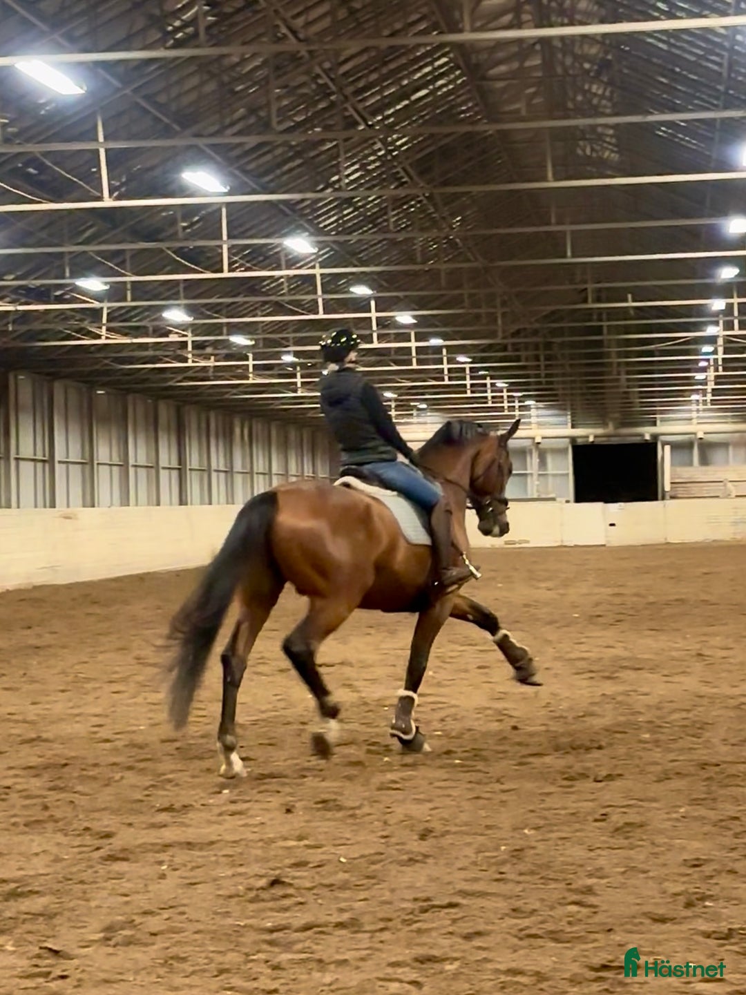 Dressyr hästar till salu: Kvalitetshäst 5-år med dubbeldiplom i Tungelsta - Annons 2