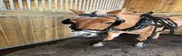 Allround hästar till salu: Trevlig allround kompis! i Klippan - Annons 1
