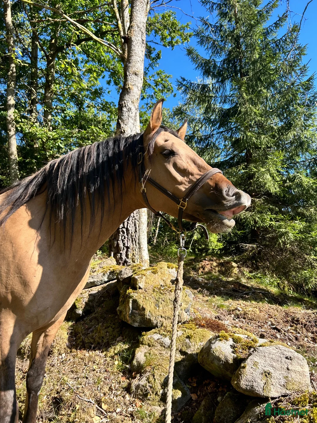 Allround hästar till salu: Vacker kigermustang - Annons 5