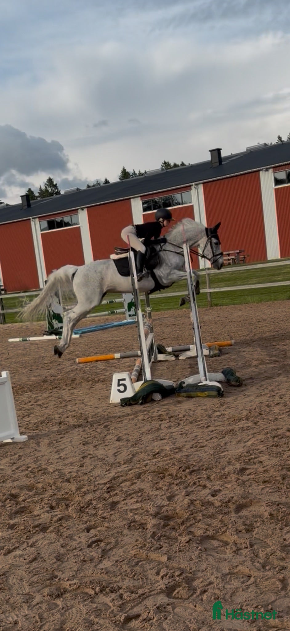  hästar Selektionssto med placeringar i 1.45 - Annons 1