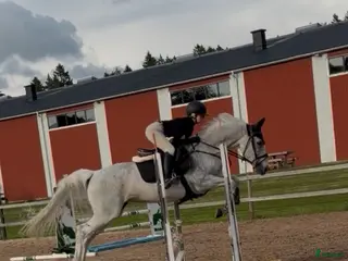 hästar Selektionssto med placeringar i 1.45 - Annons 1