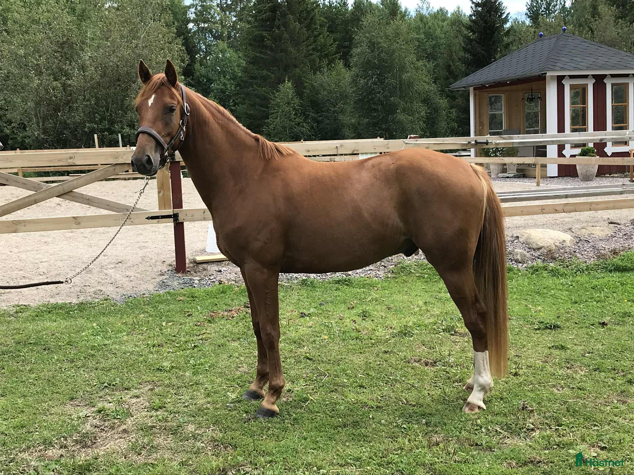  hästar UTVECKLINGSBAR D-PONNY i Vintrosa - Annons 22