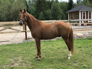 hästar UTVECKLINGSBAR D-PONNY i Vintrosa - Annons 10