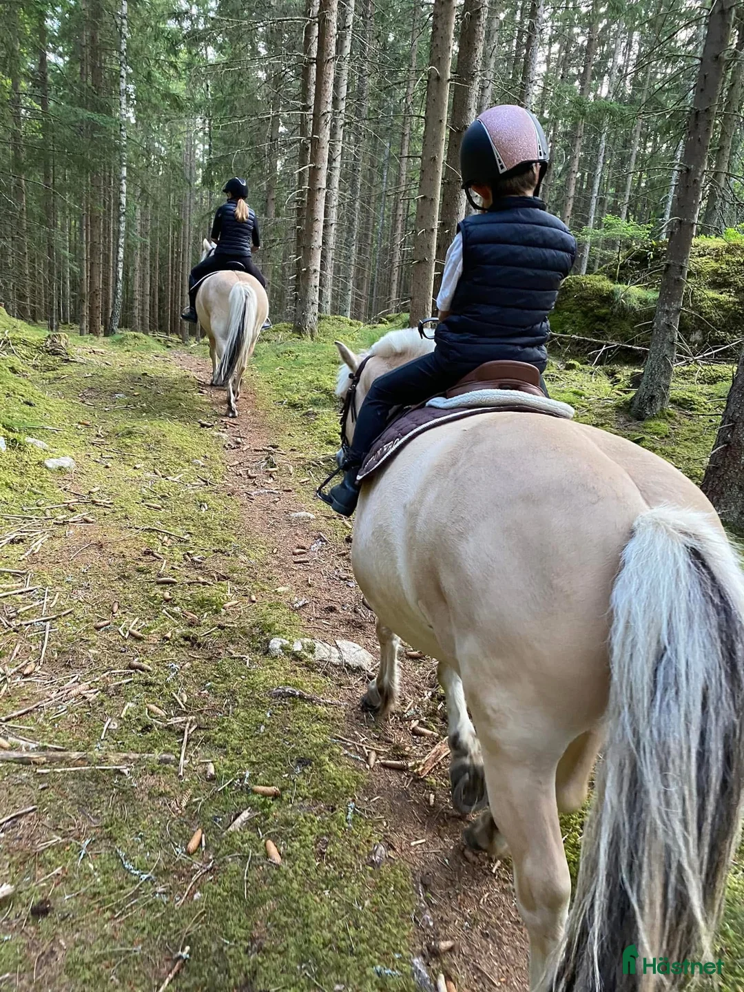 Hoppning hästar till salu: Fjordhäst  i Jönköping - Annons 2