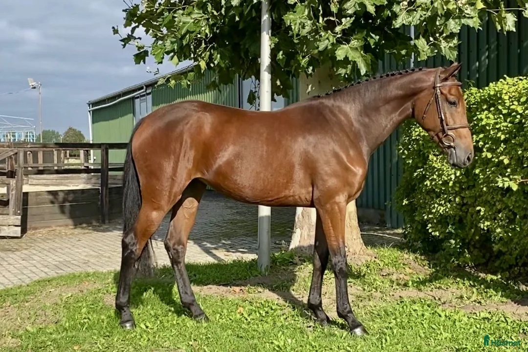 Hoppning hästar till salu: Unghest selges  i Lier - Annons 9