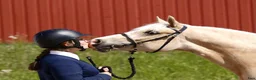 Allround hästar sökes: Sto till livslångt femstjärnigt hem! i Nyköping - Annons 15