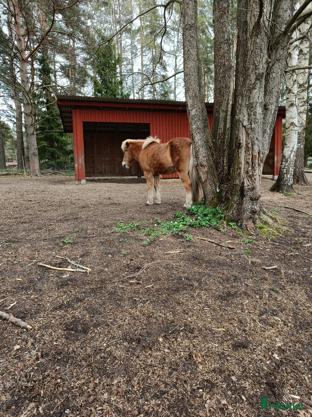 Island hästar sökes: Söker en frisk och trevlig, lättriden valack - Annons 1