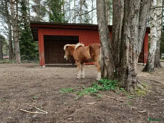 hästar Söker en frisk och trevlig, lättriden valack - Annons 15