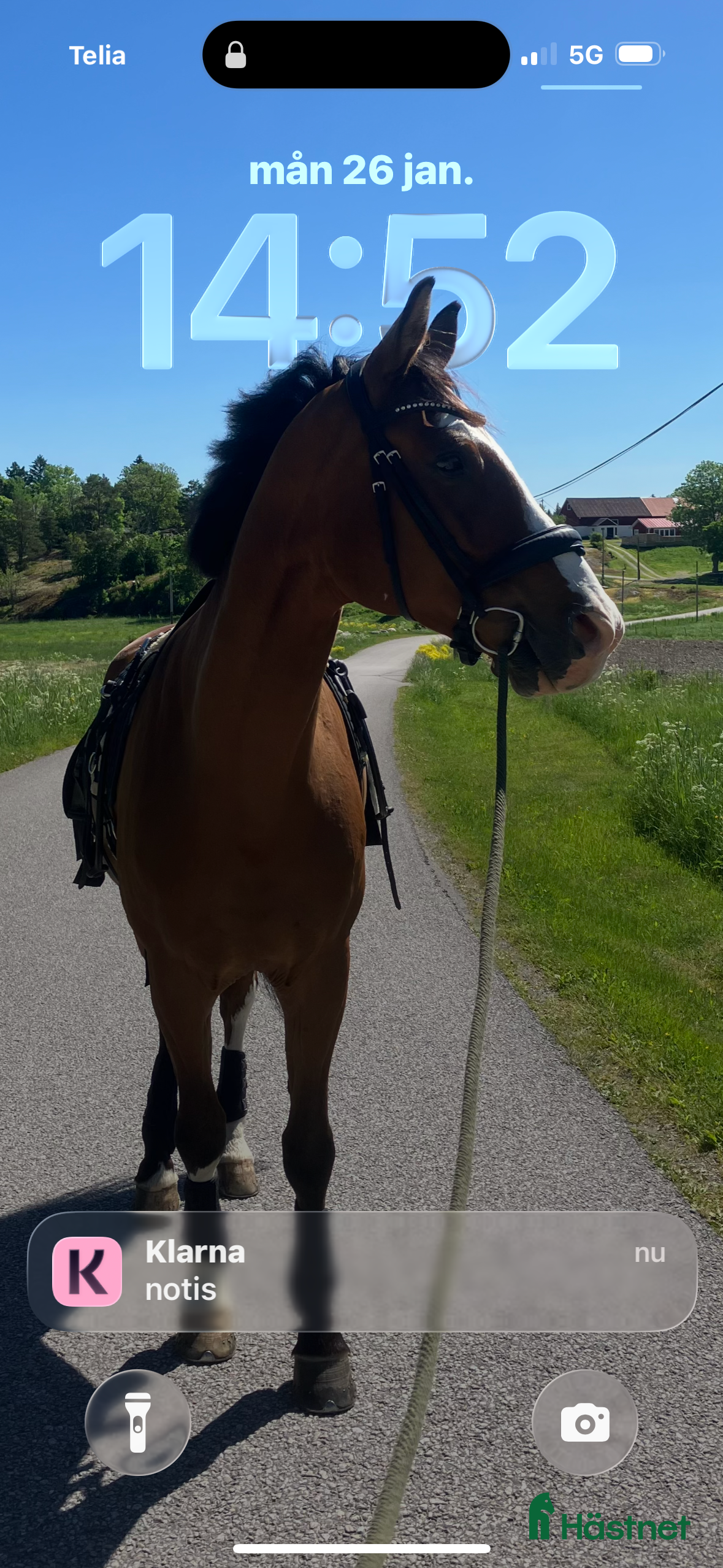  medryttarhäst sökes: Medryttare SIGTUNA sökes - ”egen häst” på deltid i Märsta - Annons 14
