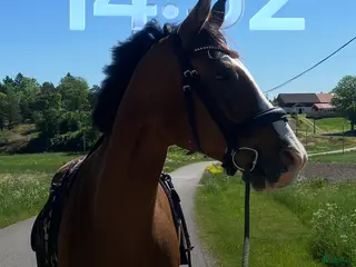 medryttarhäst sökes: Medryttare SIGTUNA sökes - ”egen häst” på deltid i Märsta - Annons 14