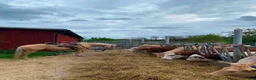 Western hästar till salu: Quarter valack i Ullared - Annons 2