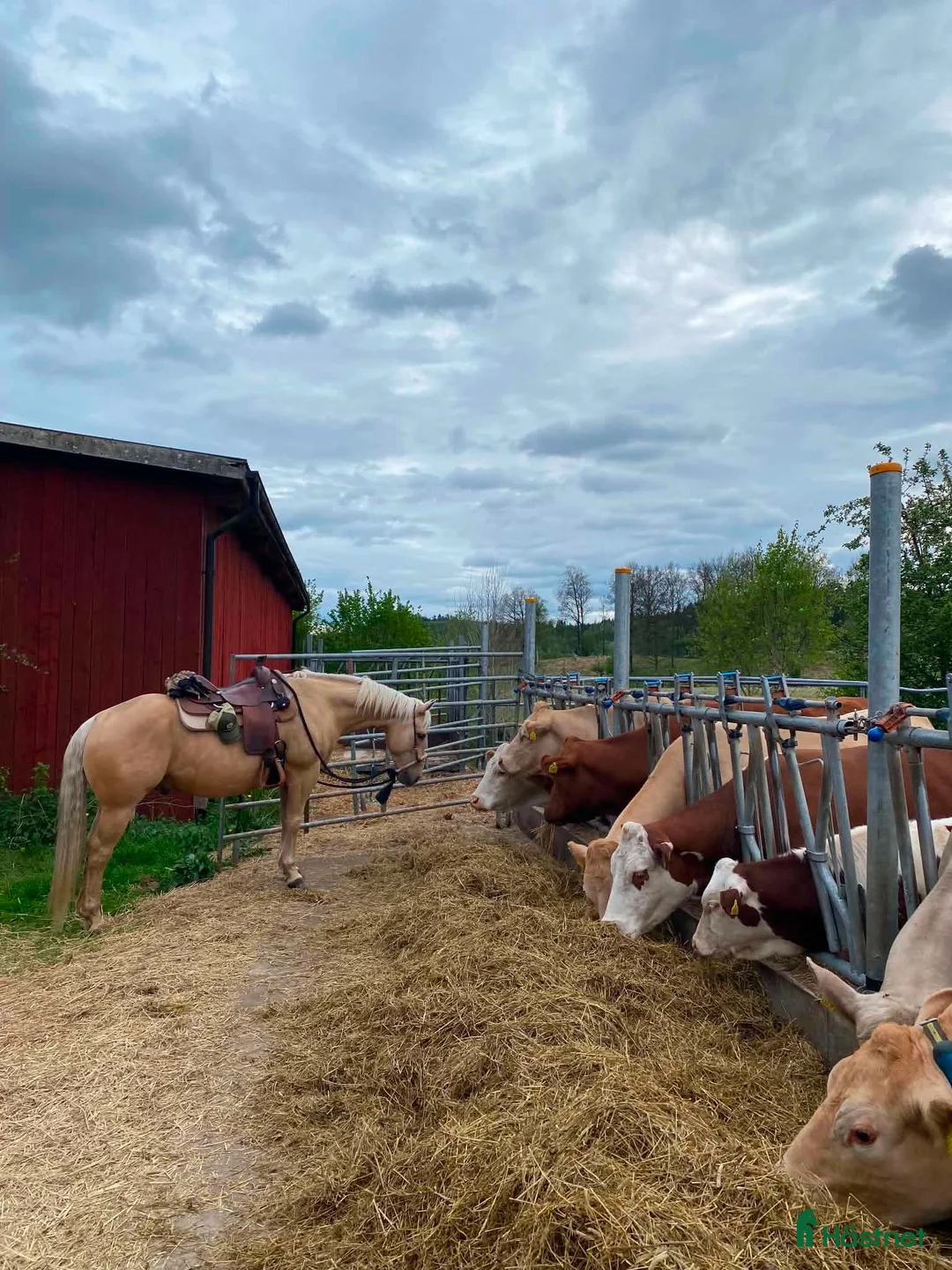 Western hästar till salu: Quarter valack i Ullared - Annons 2
