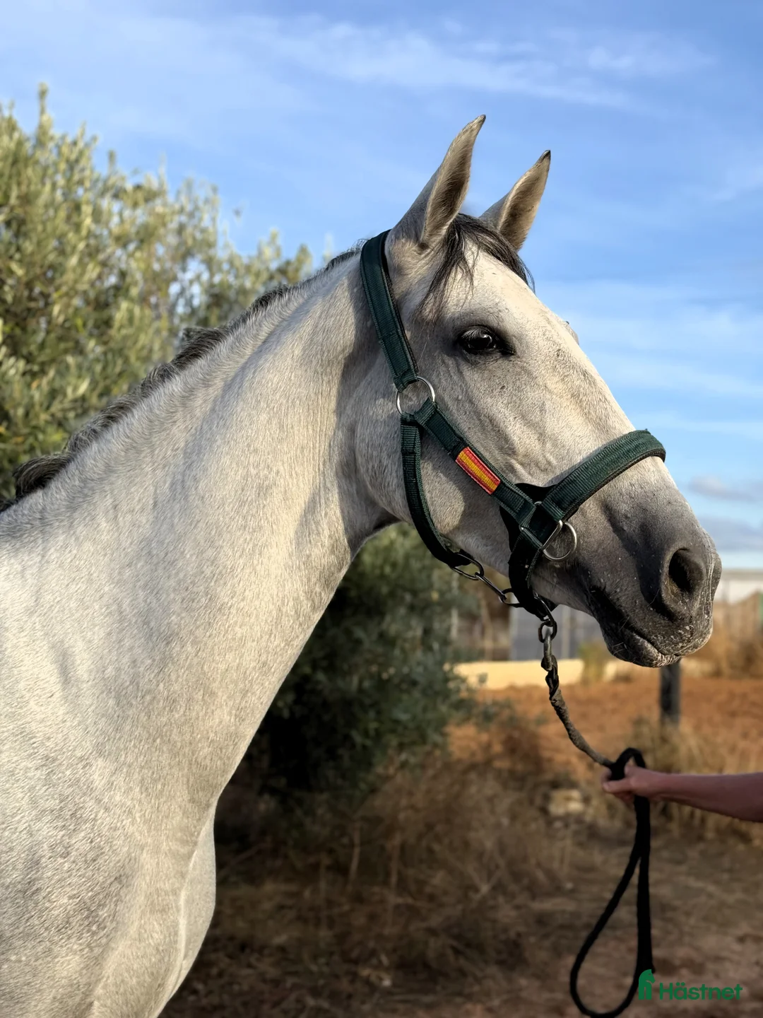 Dressyr hästar till salu: Talangfullt PRE sto i Coín - Annons 7