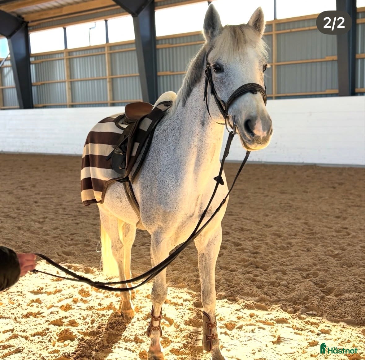  hästar Perfekt läromästare! - Annons 12