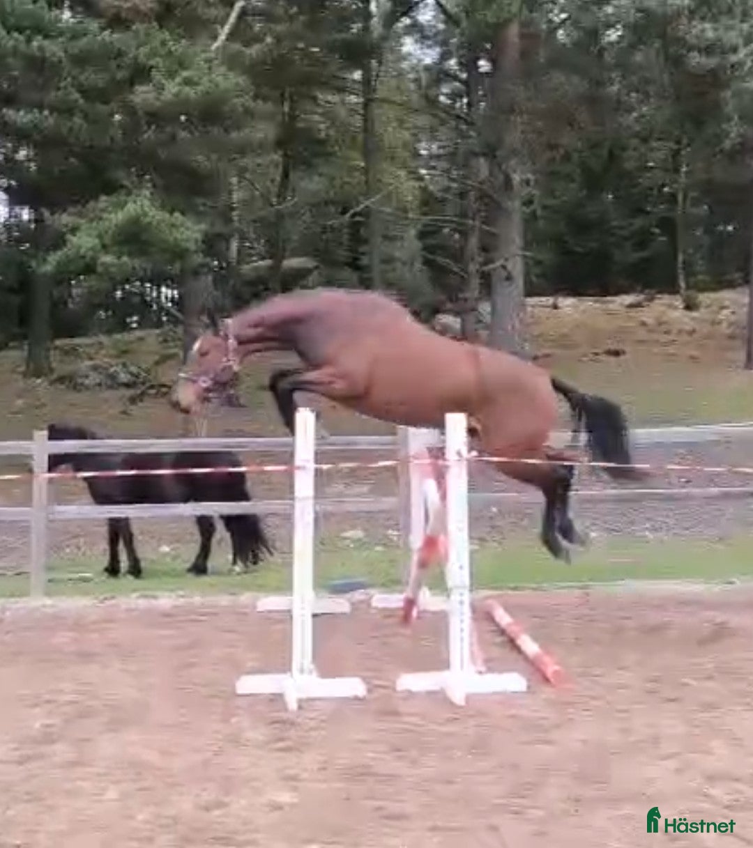 Hoppning hästar till salu: Tufft 3 årigt sto för framtiden i Västerås - Annons 1