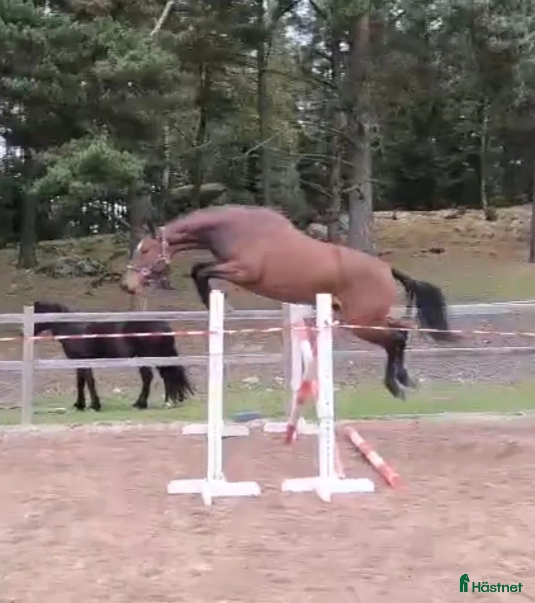 Hoppning hästar till salu: Tufft 4 årigt sto för framtiden - Annons 1