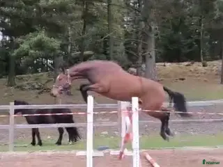 hästar Tufft 4 årigt sto för framtiden - Annons 11