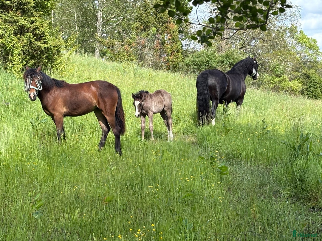  stallplats finnes: Stallplats hos Angelstar stuteri i Timmele - Annons 3