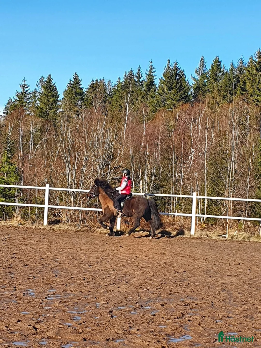  hästjobb finnes: Stalljobb sökes i Linköping  i Linköping - Annons 4