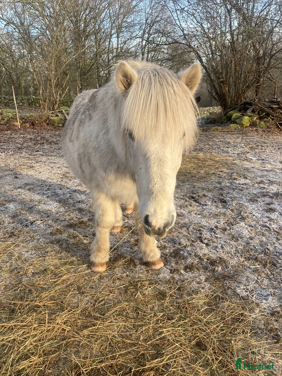 Island hästar till salu: Islandshäst valack- Gimli, född 2010 i Älmhult - Annons 3