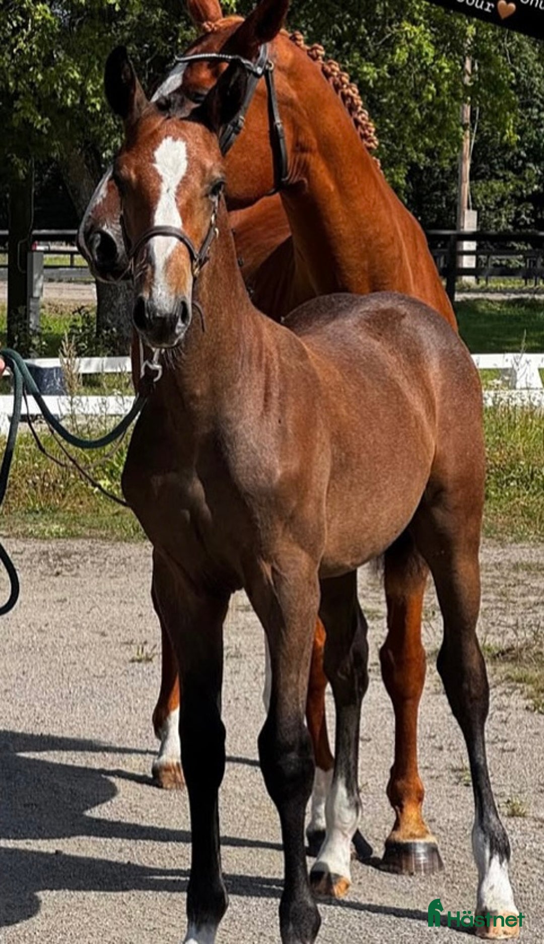 Hoppning hästar till salu: Hingstföl med supertemperament i Skogås - Annons 1