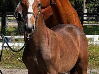 hästar Hingstföl med supertemperament i Skogås - Annons 21