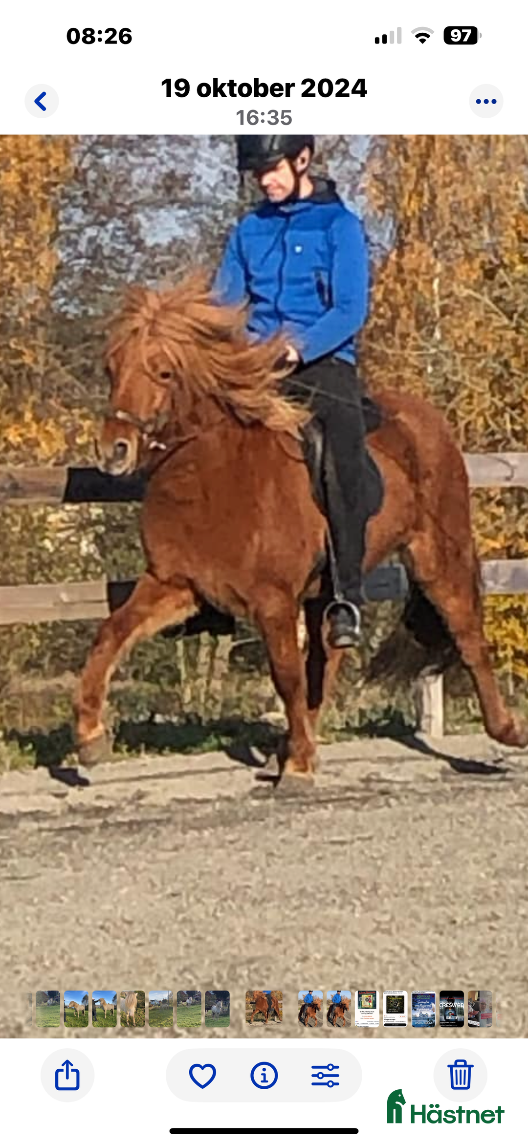 Island hästar till salu: Underbart ungsto! i Skepplanda - Annons 7