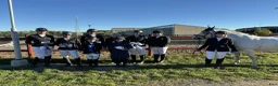 Allround hästar sökes: Ridskolehäst sökes! - Annons 4