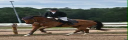 Hoppning hästar till salu: Scoopig valack e. Heartbeat - Spender S - Annons 1