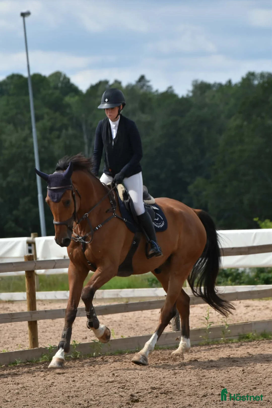 Hoppning hästar till salu: Scoopig valack e. Heartbeat - Spender S - Annons 1