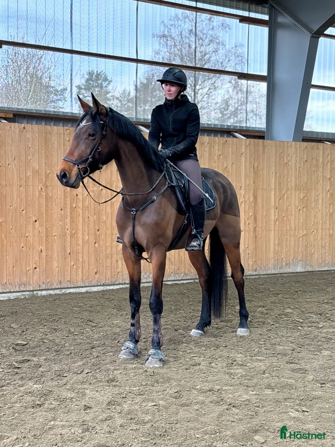 Hoppning hästar till salu: Hopphäst med gång💫 - Annons 1