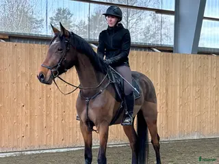 hästar Hopphäst med gång💫 - Annons 1