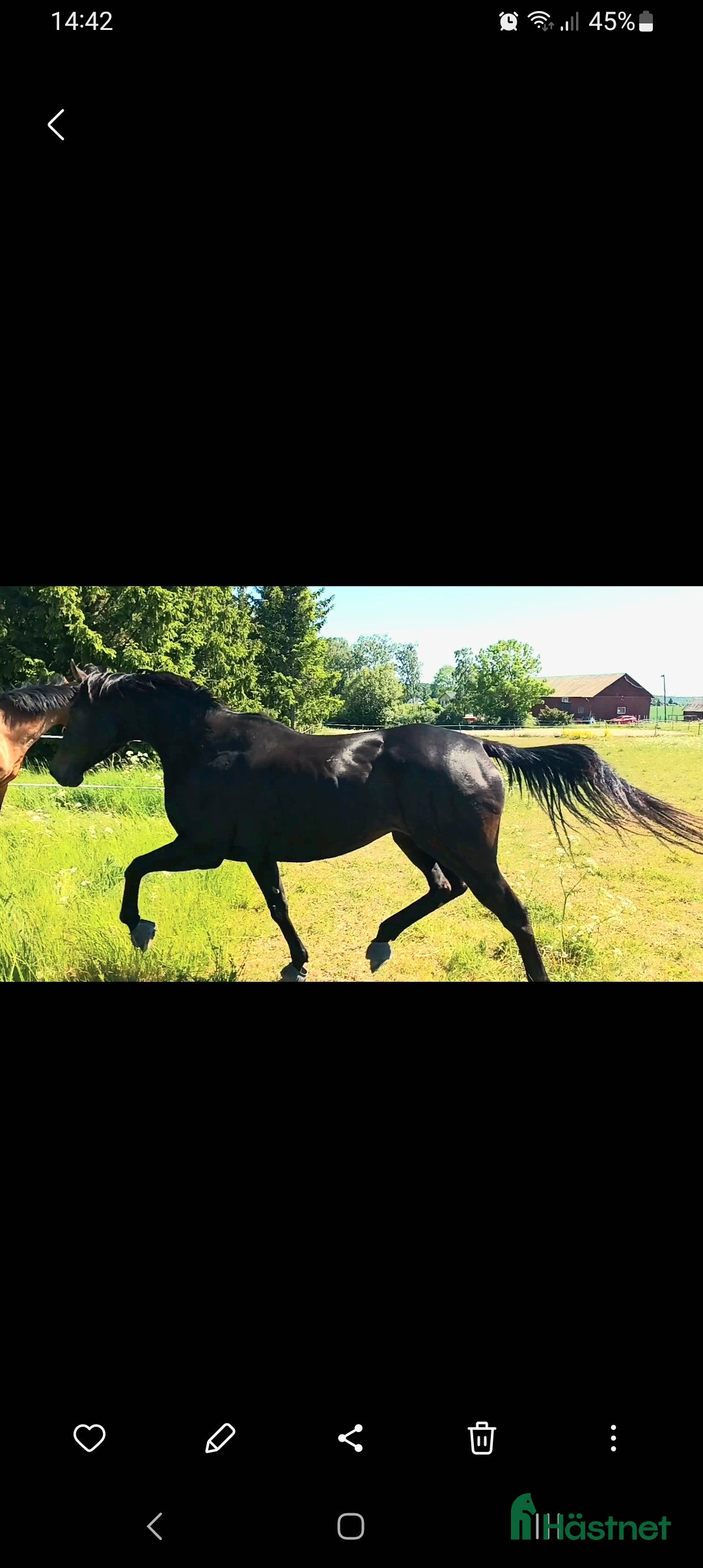 Allround hästar till salu: Vackert välstammat sto till ridning eller avel - Annons 1