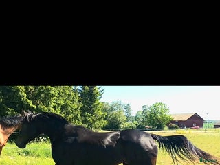 hästar Vackert välstammat sto till avel eller ridhäst i Örsundsbro - Annons 13