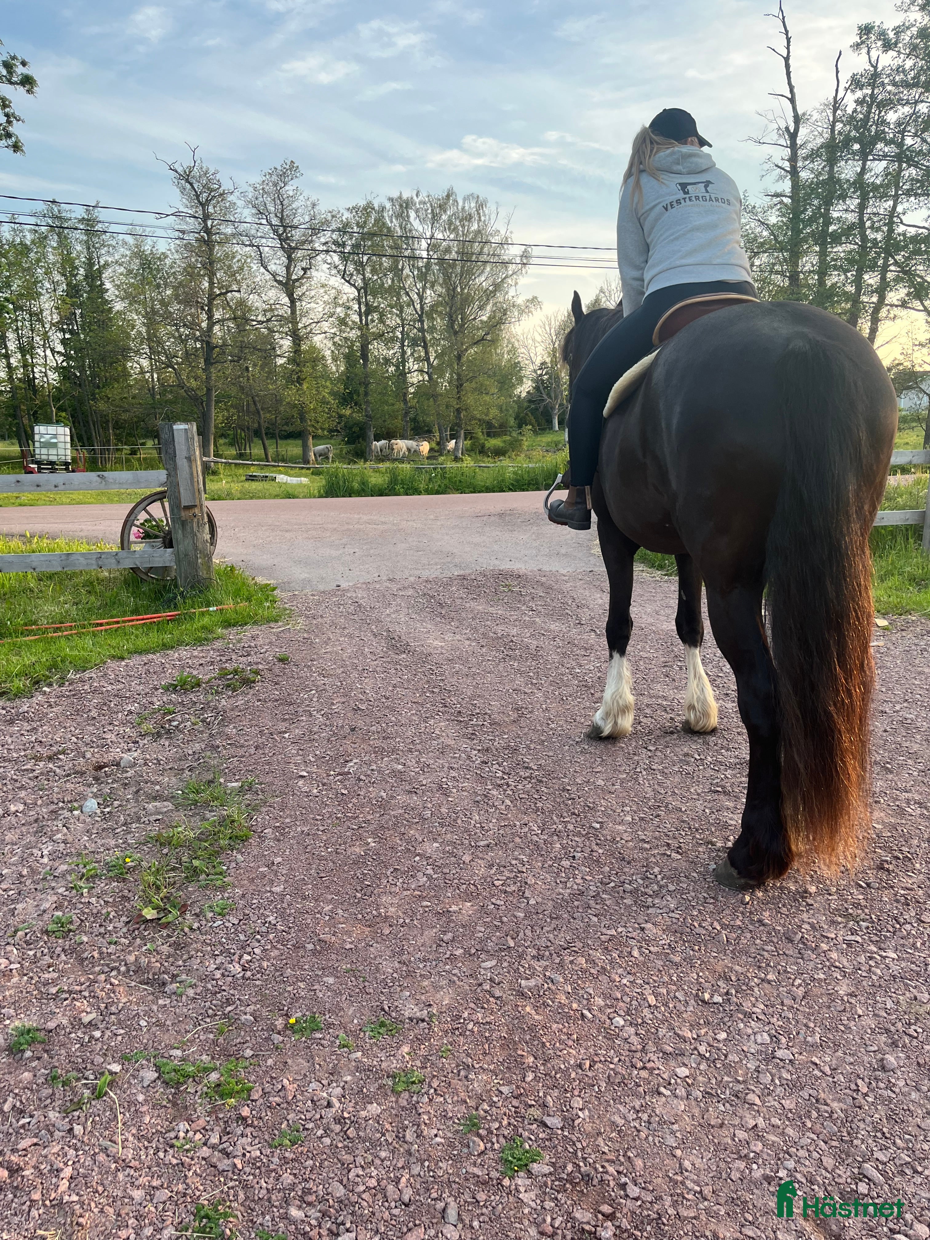  hästar Quarter/paint sökes - Annons 1