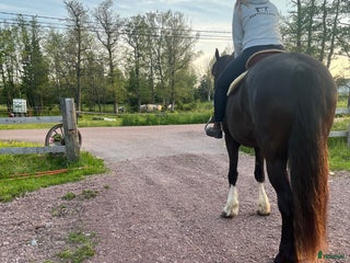 hästar Quarter/paint sökes i Geta - Annons 3