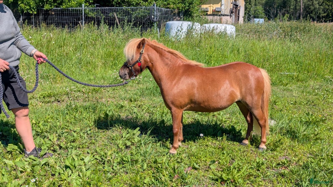 Sällskap hästar till salu: Miniatyrer i Almunge - Bild 2