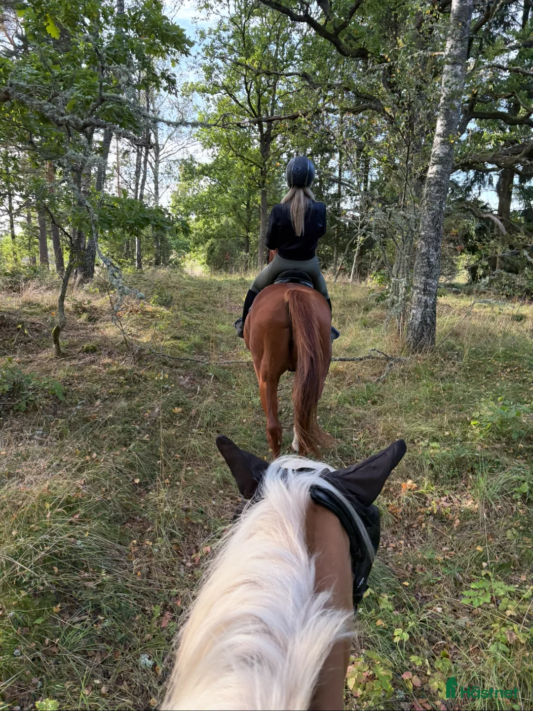  stallplats finnes: Ledig stallplats i Västra Husby/Tvärdala - Annons 4