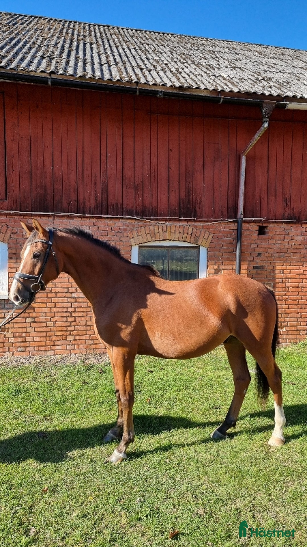 Dressyr hästar till salu: SWB valack i Tidan - Annons 2