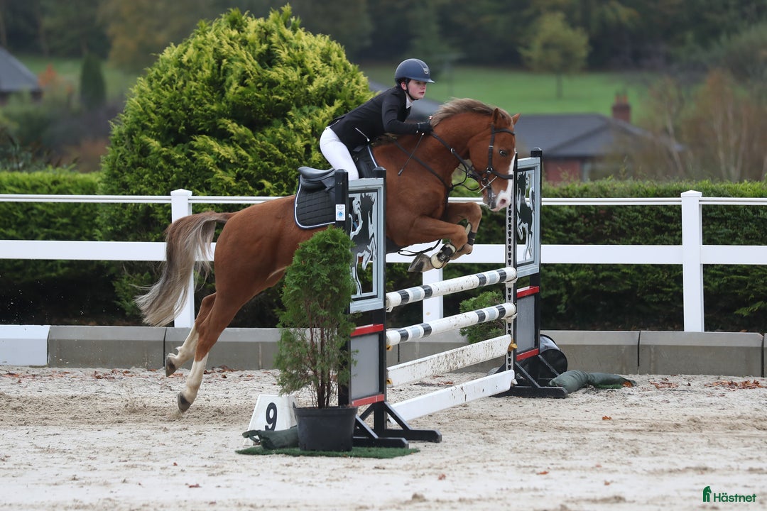 Dressyr hästar till salu: Super amazing pony i Göteborg - Annons 13