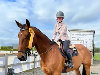 hästar SWB sto (F 2) -08 i Hasslö - Annons 2