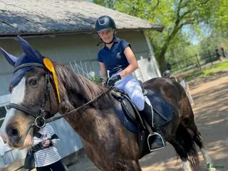 hästar Nu letar jag efter min bästa vän! - Annons 5