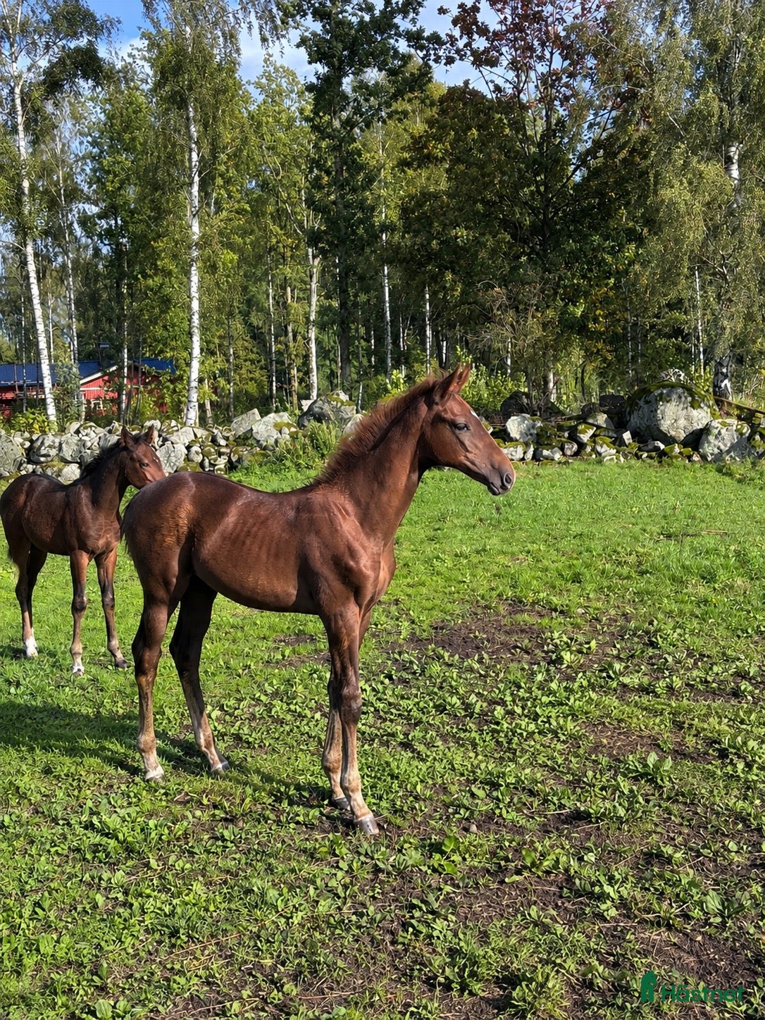  hästar Framtidens tävlingshäst - Annons 11