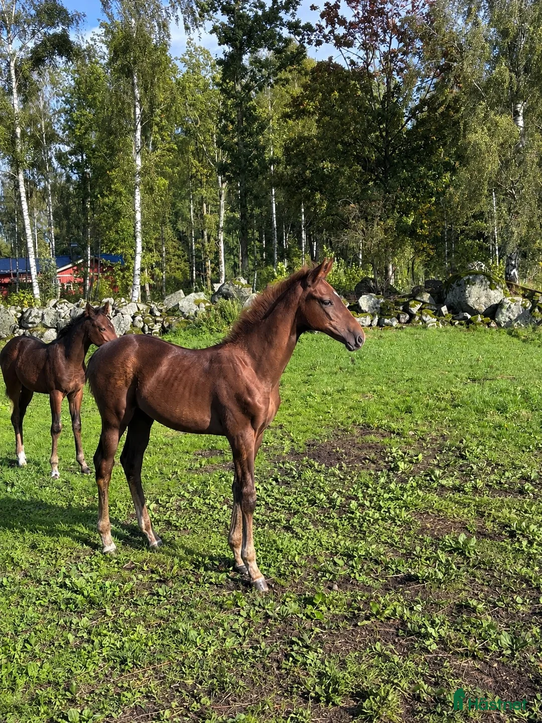 Dressyr hästar till salu: Framtidens tävlingshäst - Annons 1