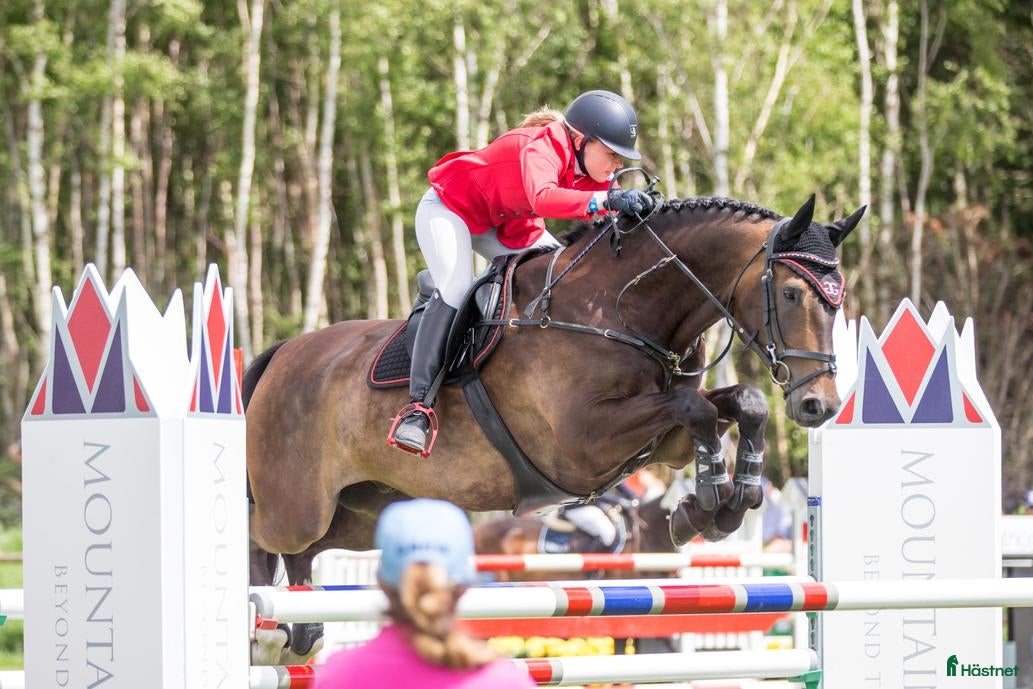  hästservice Plats för inridning/utbildning/tillridning  i Uppsala - Annons 16