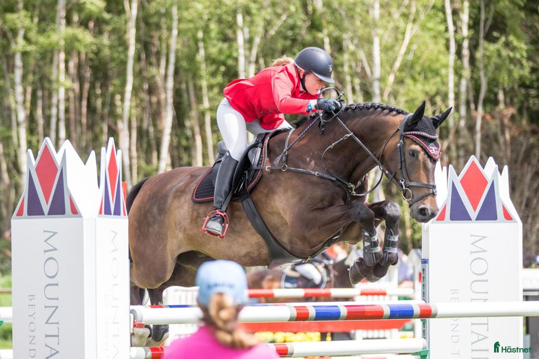  hästservice finnes: Plats för inridning/utbildning/tillridning  i Uppsala - Annons 1