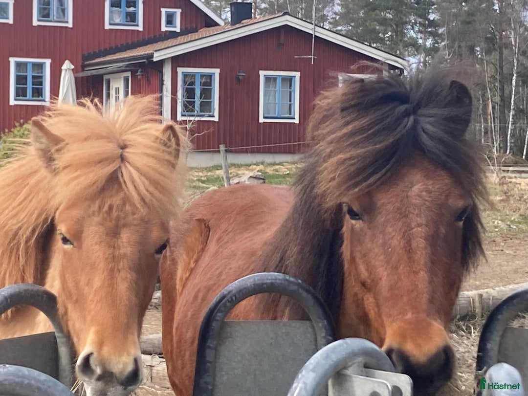  stallplats finnes: Lösdriftsplats gärna islandshäst eller unghäst i Örsundsbro - Annons 1
