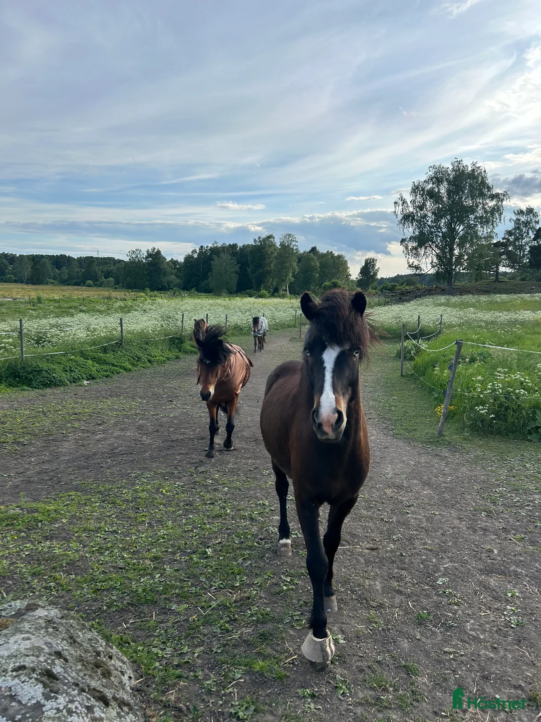  stallplats finnes: 🌾Plats för islandshäst Åkersberga🌟 - Annons 13